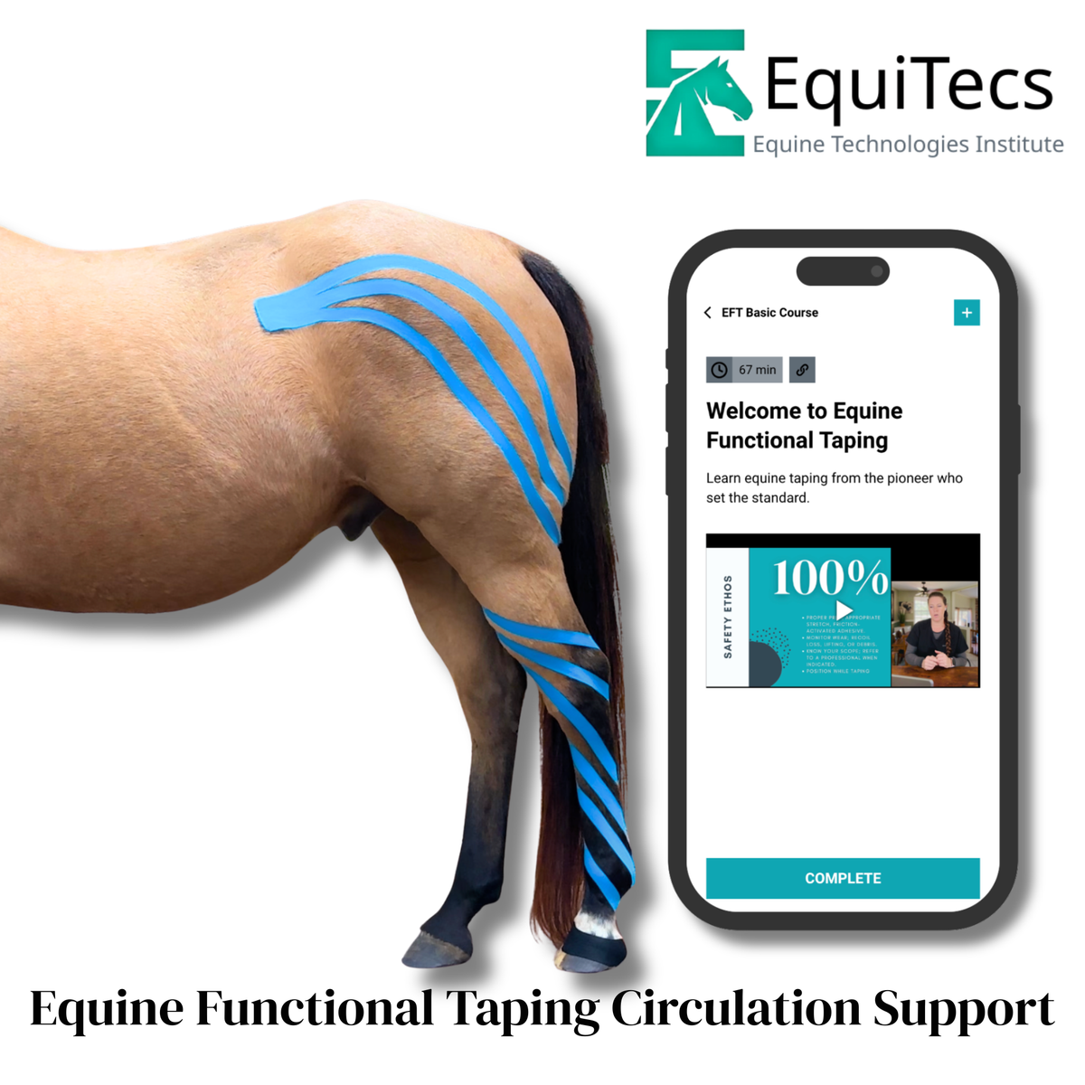 Equine Functional Taping Certification Course — 20 CE Hours